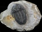 Prone Hollardops Trilobite - Sharp Eye Detail #41840-1